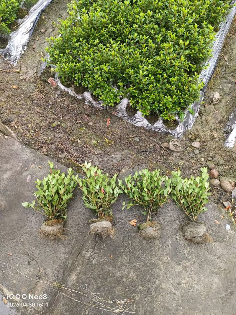 四川成都温江区种植基地大量出售精品安酷杜鹃康乃馨安酷杜鹃