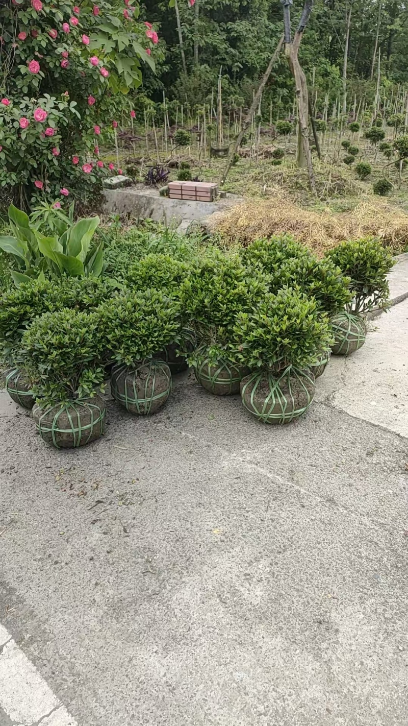 四川成都温江区种植基地大量出售精品安酷杜鹃康乃馨安酷杜鹃