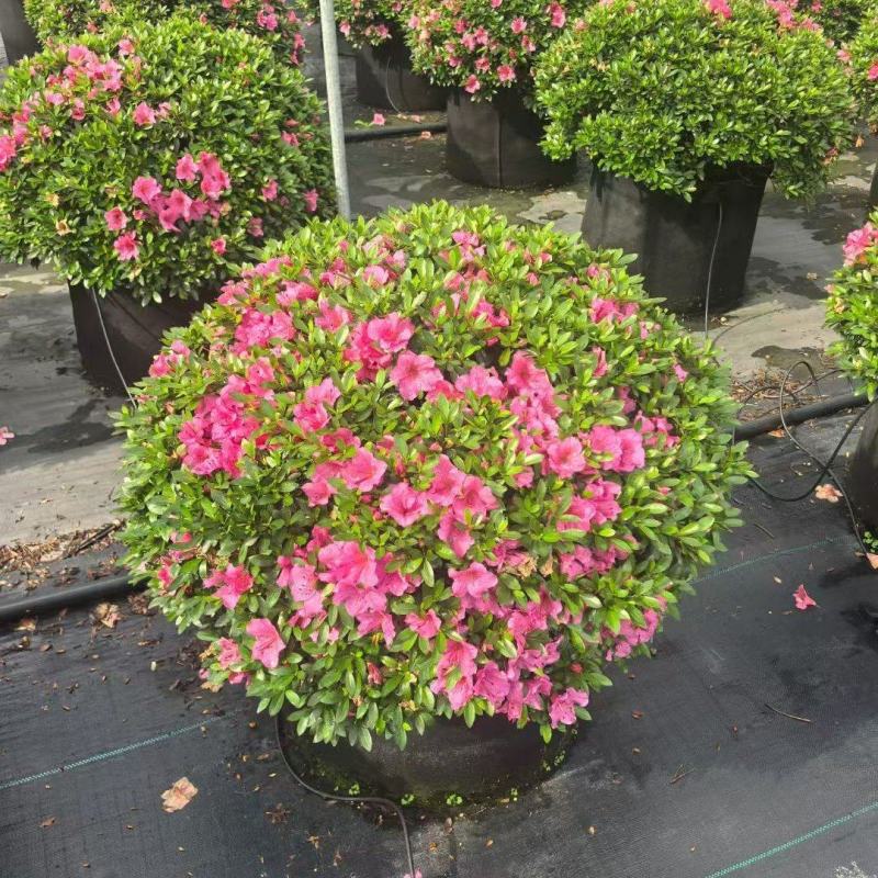 四川成都温江区种植基地大量出售精品安酷杜鹃康乃馨安酷杜鹃