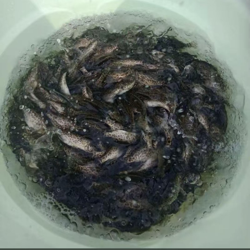 斑鳜鱼苗