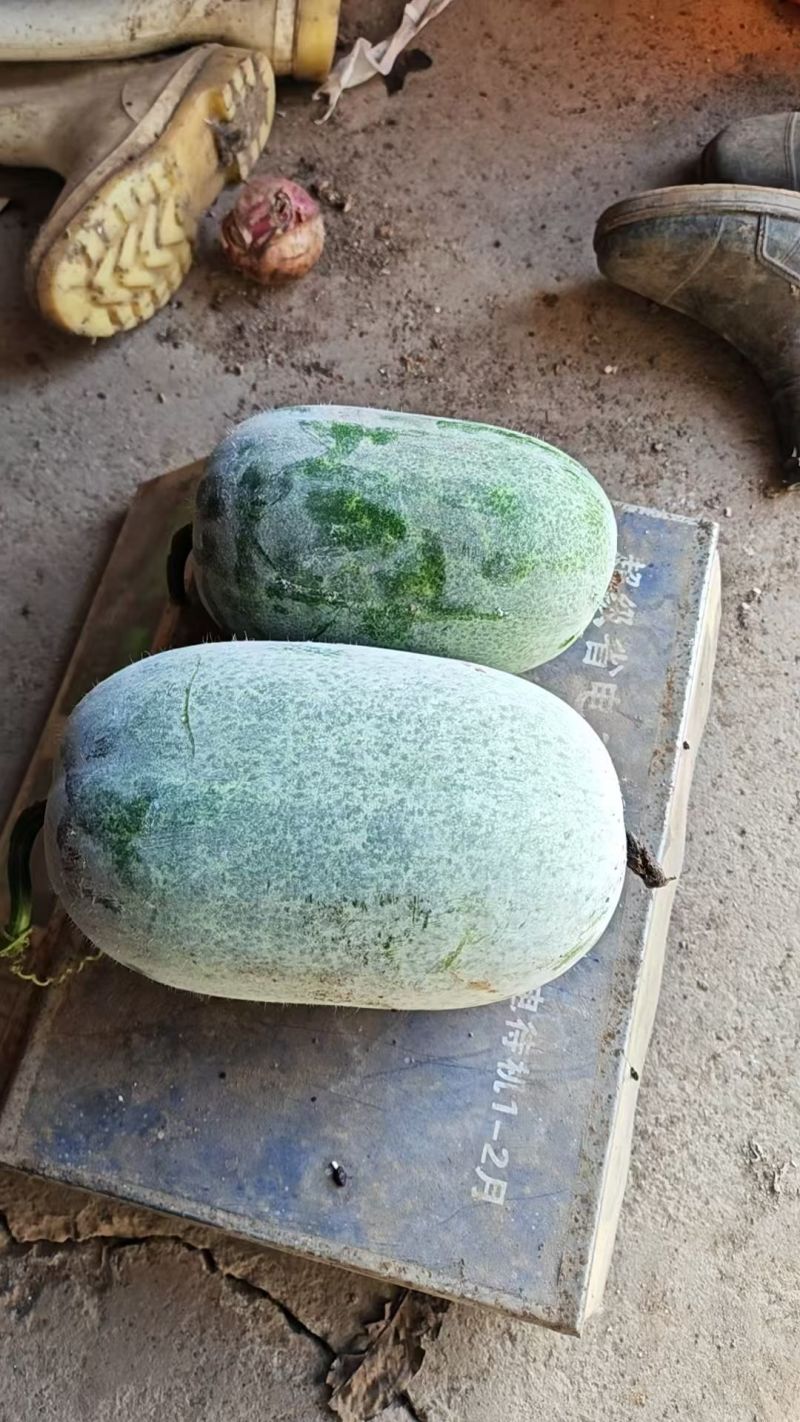 大粉宝冬瓜