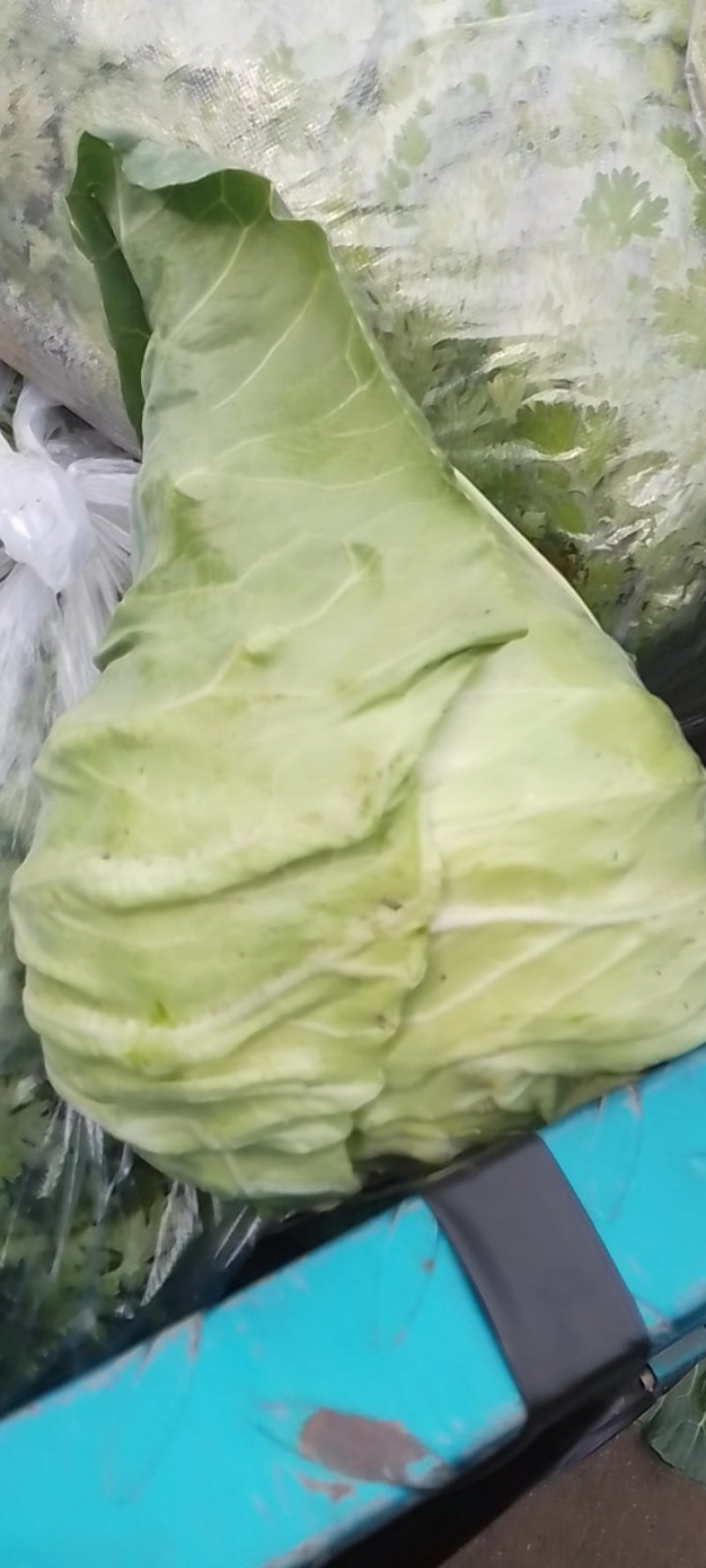 甘蓝
