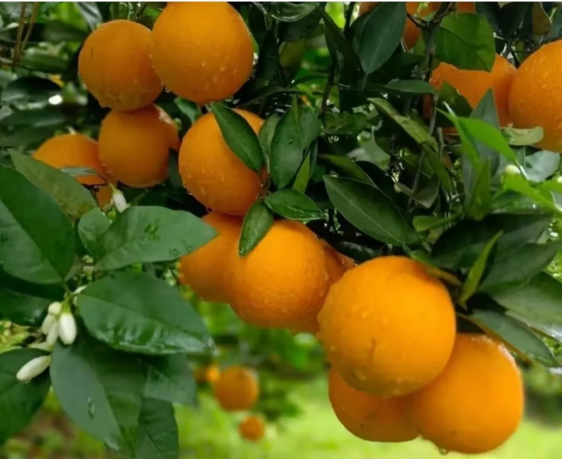 夏橙
