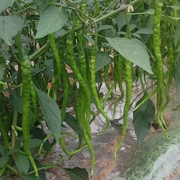 辣椒（牧马山及泡椒）