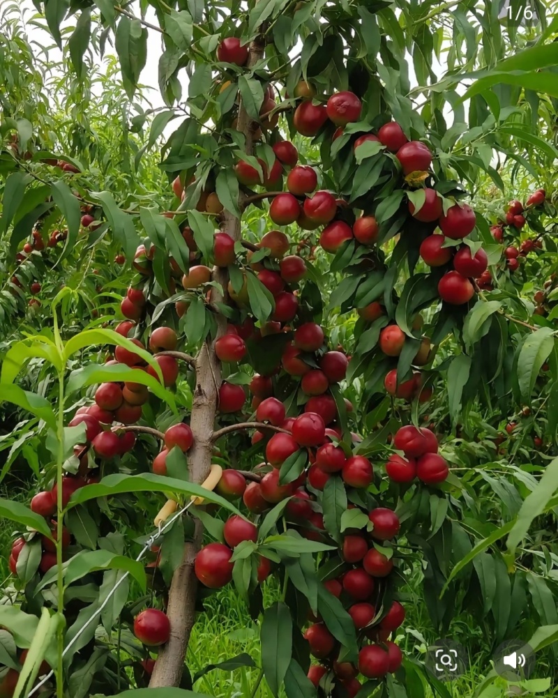 珍珠枣油桃
