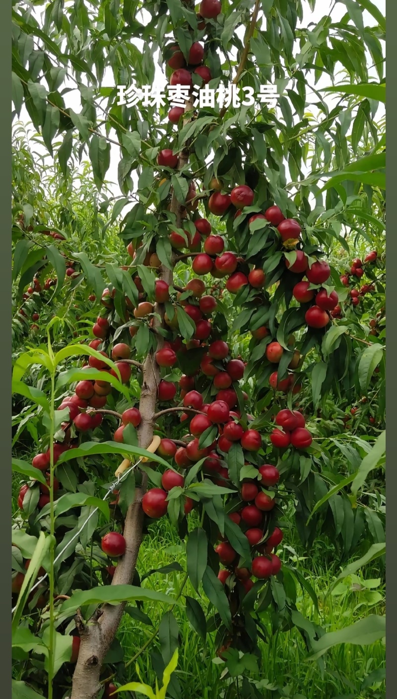 珍珠枣油桃