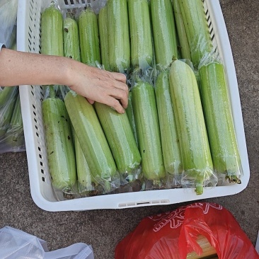 白玉丝瓜，基地直供