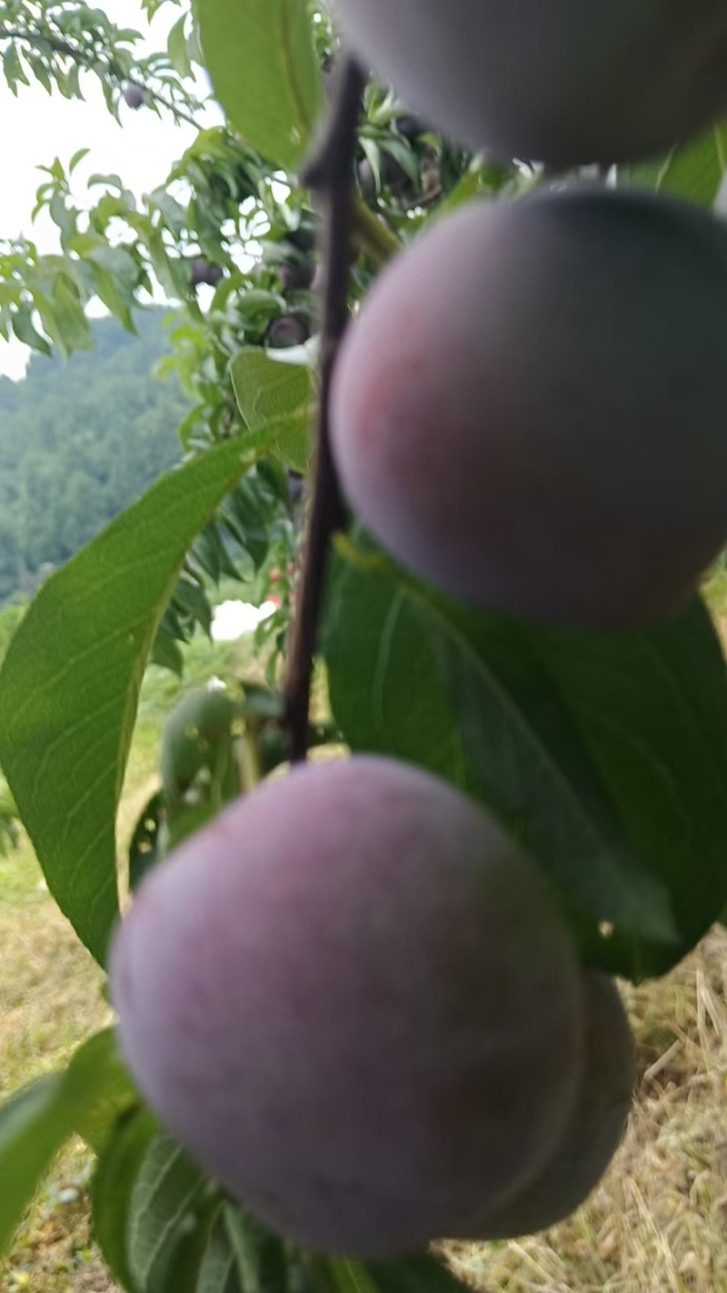 五月脆