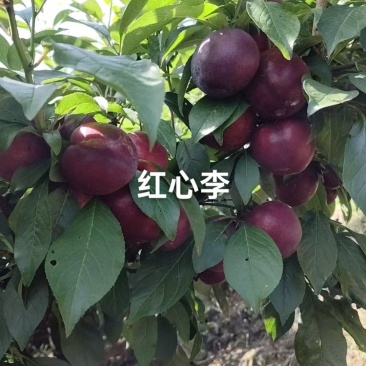 澳州红上市了，价格实惠，现在有甜度了