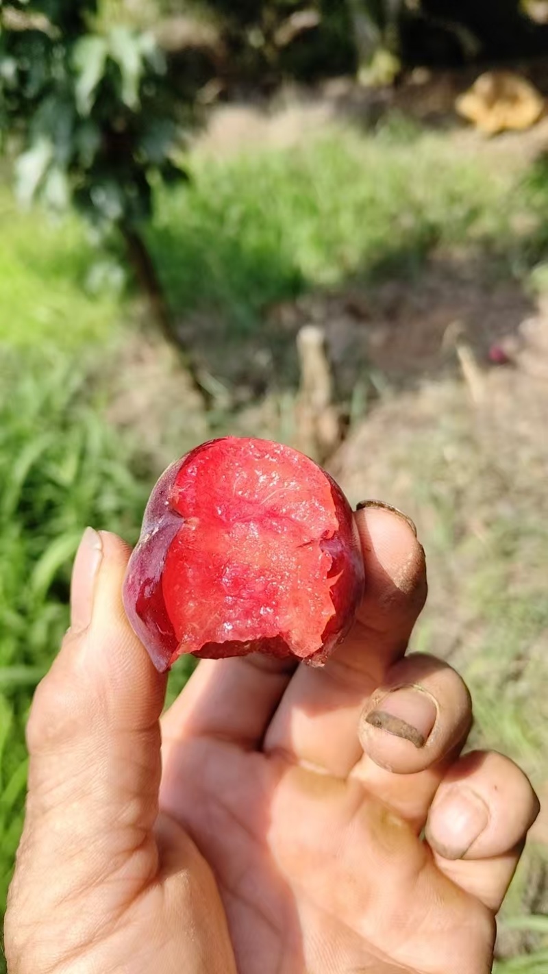 澳州红上市了，价格实惠，现在有甜度了