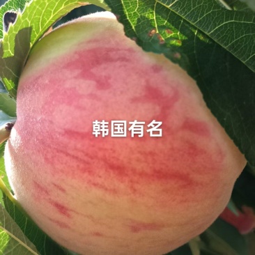 这个大毛桃叫韩国有名，个大，糖度高，硬度好，货不多