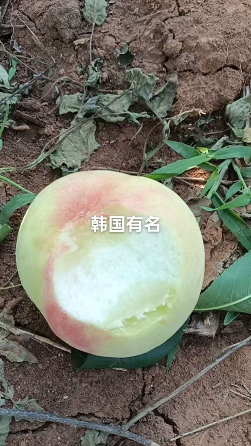 这个大毛桃叫韩国有名，个大，糖度高，硬度好，货不多
