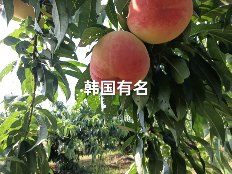 这个大毛桃叫韩国有名，个大，糖度高，硬度好，货不多