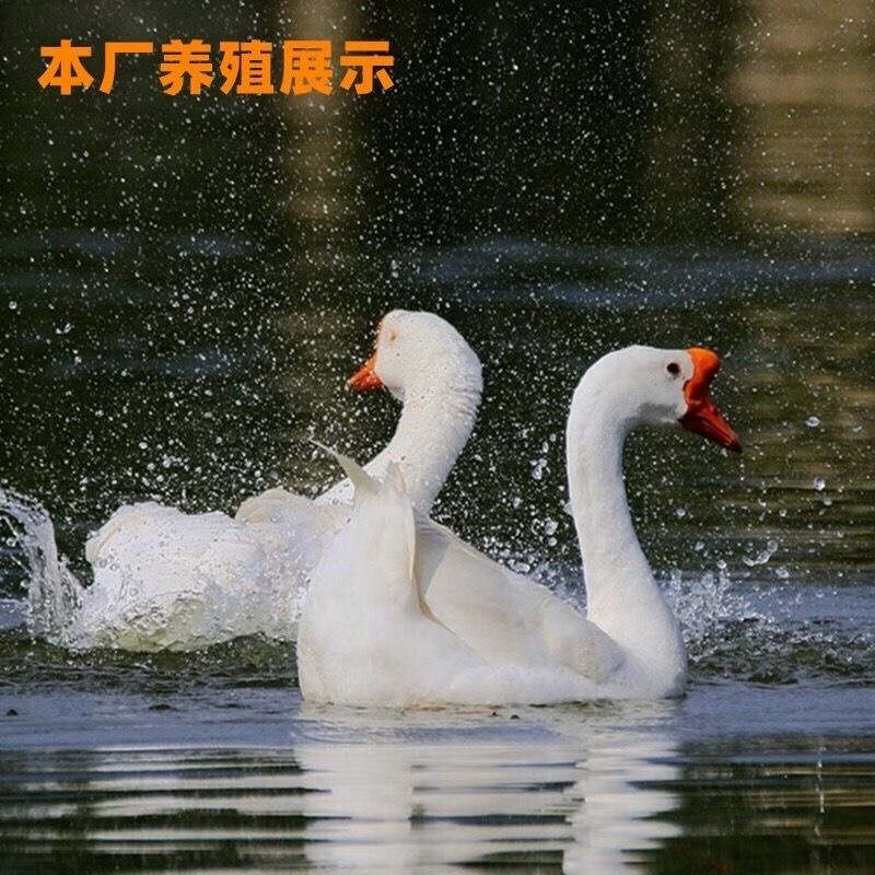 精品脱温大三花鹅苗全国包邮包活到家