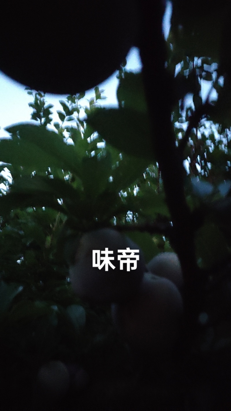 味帝李子今年大降价啦！个头大，好吃不贵