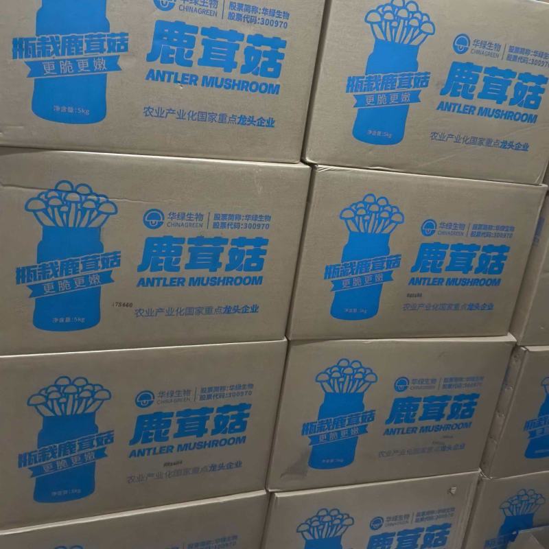鹿茸菇，炖汤，炒肉，火锅皆可使用，对接电商，酒店地摊等