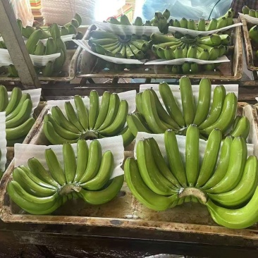 香蕉基地直发云南蕉海南蕉老挝蕉