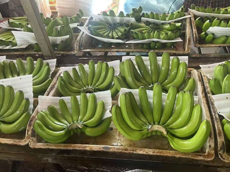 香蕉基地直发云南蕉海南蕉老挝蕉