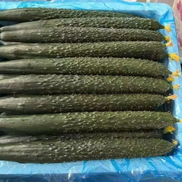 精品黄瓜