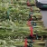 【推荐】艾草产地一手货源保质保量对接全国等