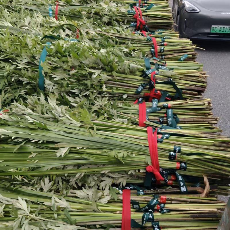 【推荐】艾草产地一手货源保质保量对接全国等