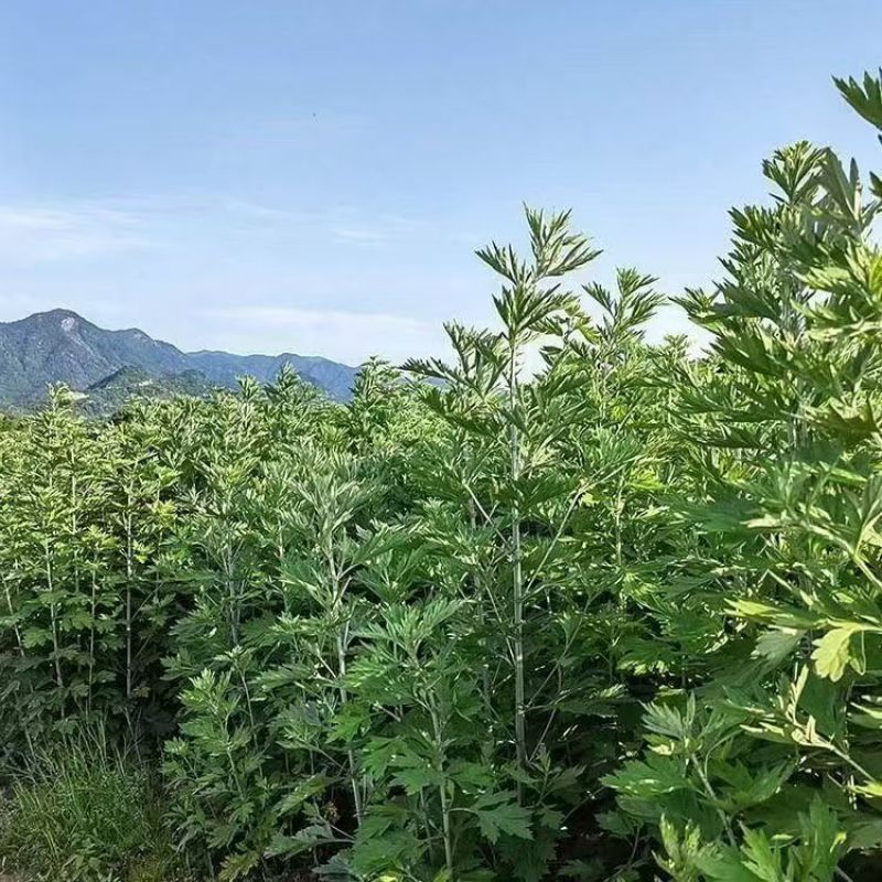 【推荐】艾草产地一手货源保质保量对接全国等