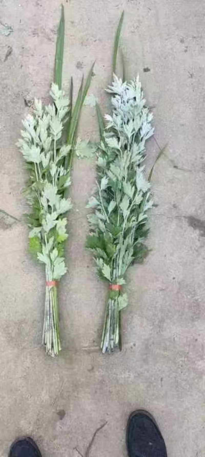 【推荐】艾草产地一手货源保质保量对接全国等