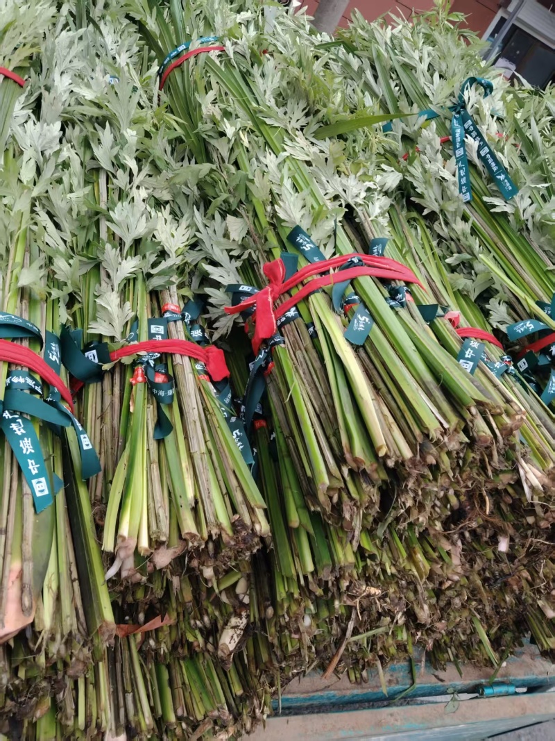【推荐】艾草产地一手货源保质保量对接全国等