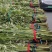 【推荐】艾草产地一手货源保质保量对接全国等