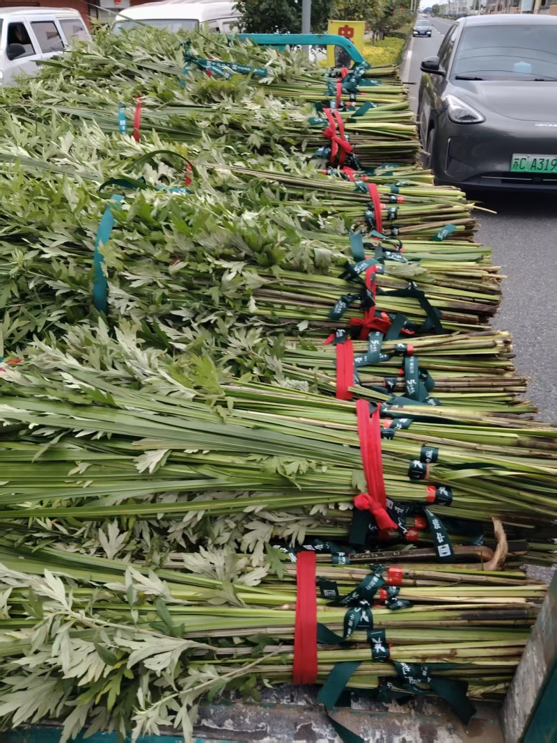 【推荐】艾草产地一手货源保质保量对接全国等