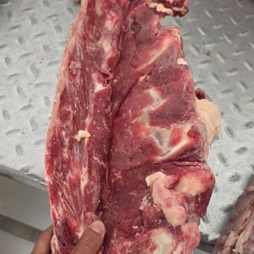牛脊椎骨