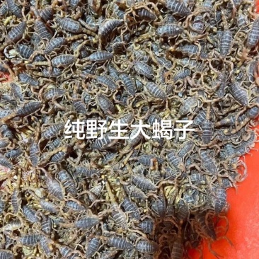 活蝎子