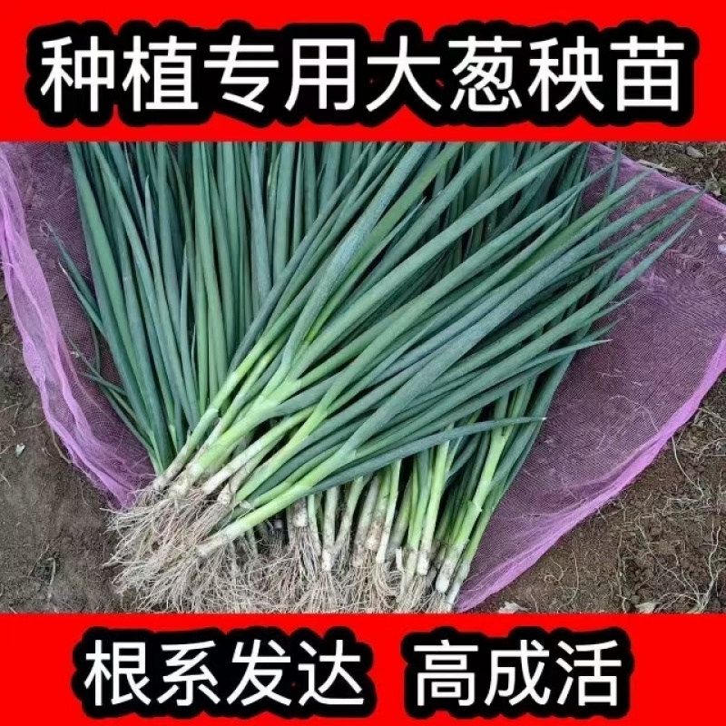 山东潍坊铁杆大葱苗钢葱苗产地直供可代育葱苗洋葱苗