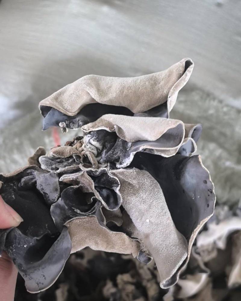 头茬毛木耳干木耳泡法率高批发