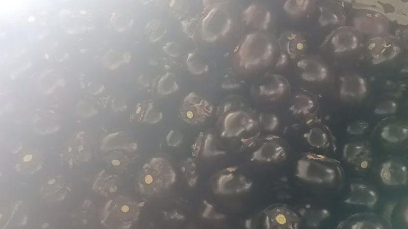 精品圆茄一手货源基地直发现摘现发质量保障视频看货