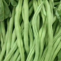 甘肃省陇南市成县架豆王豆角四季豆无茎豆青条豆
