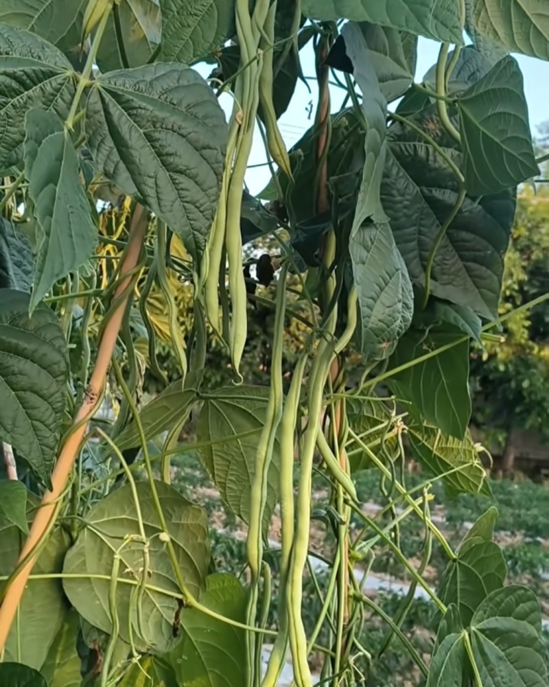甘肃省陇南市成县架豆王豆角四季豆无茎豆青条豆