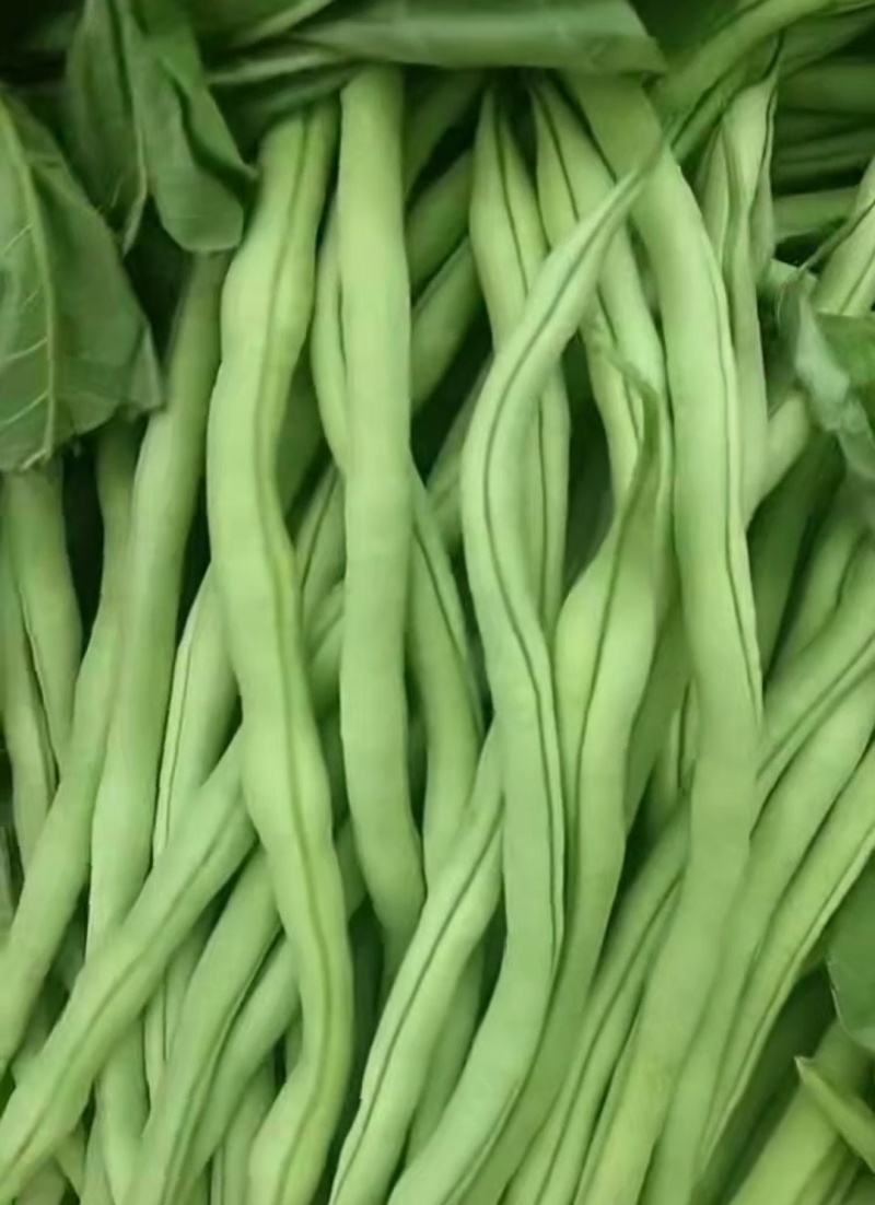 甘肃省陇南市成县架豆王豆角四季豆无茎豆青条豆