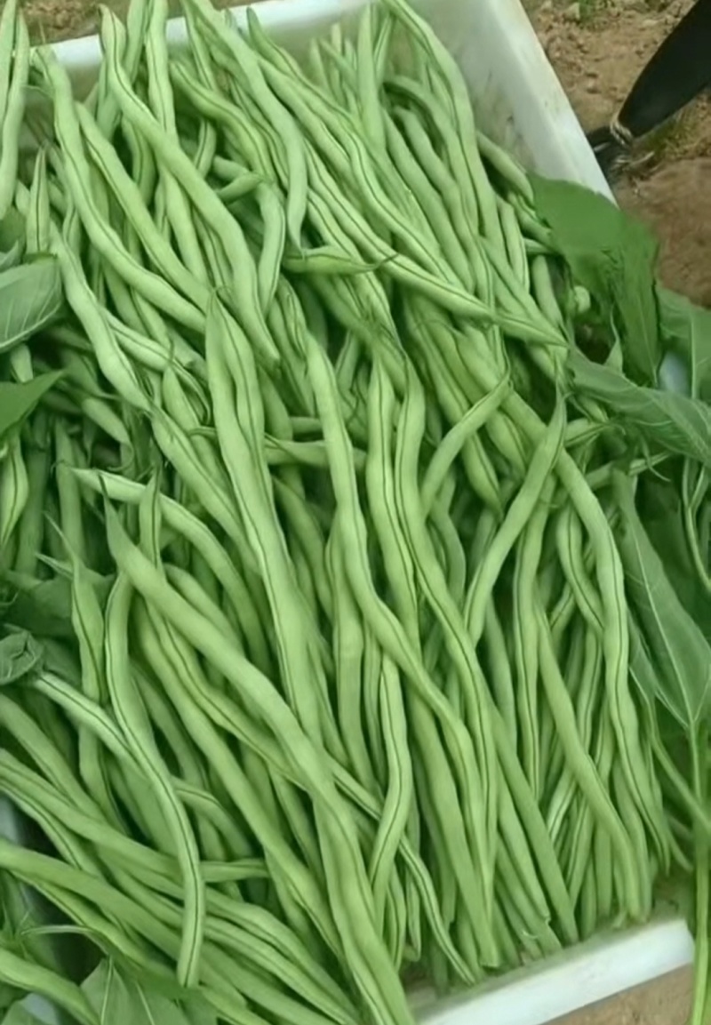 甘肃省陇南市成县架豆王豆角四季豆无茎豆青条豆
