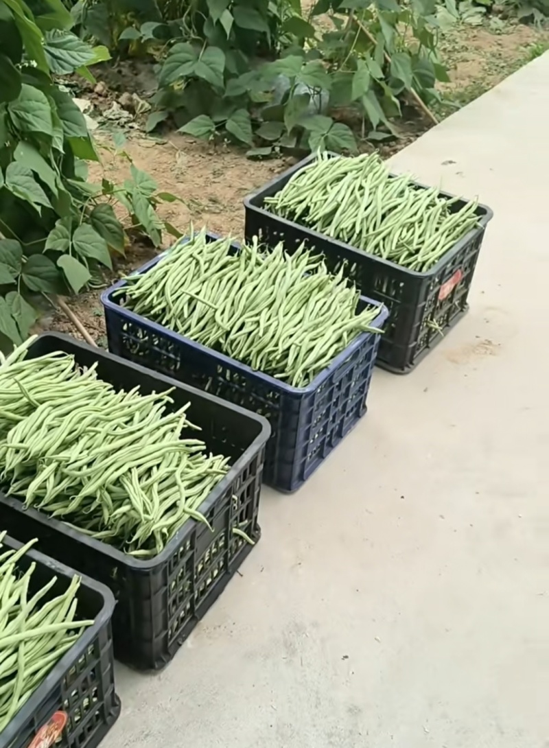 甘肃省陇南市成县架豆王豆角四季豆无茎豆青条豆