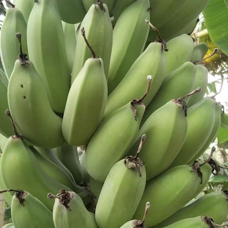 广东苹果香蕉价格美丽质量好走货快对接全国量大从优