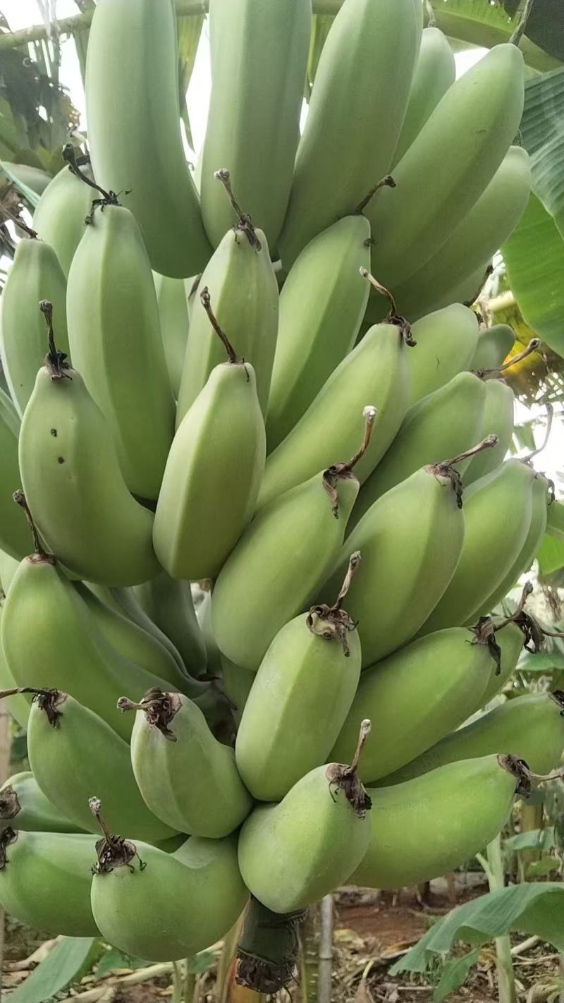 广东苹果香蕉价格美丽质量好走货快对接全国量大从优