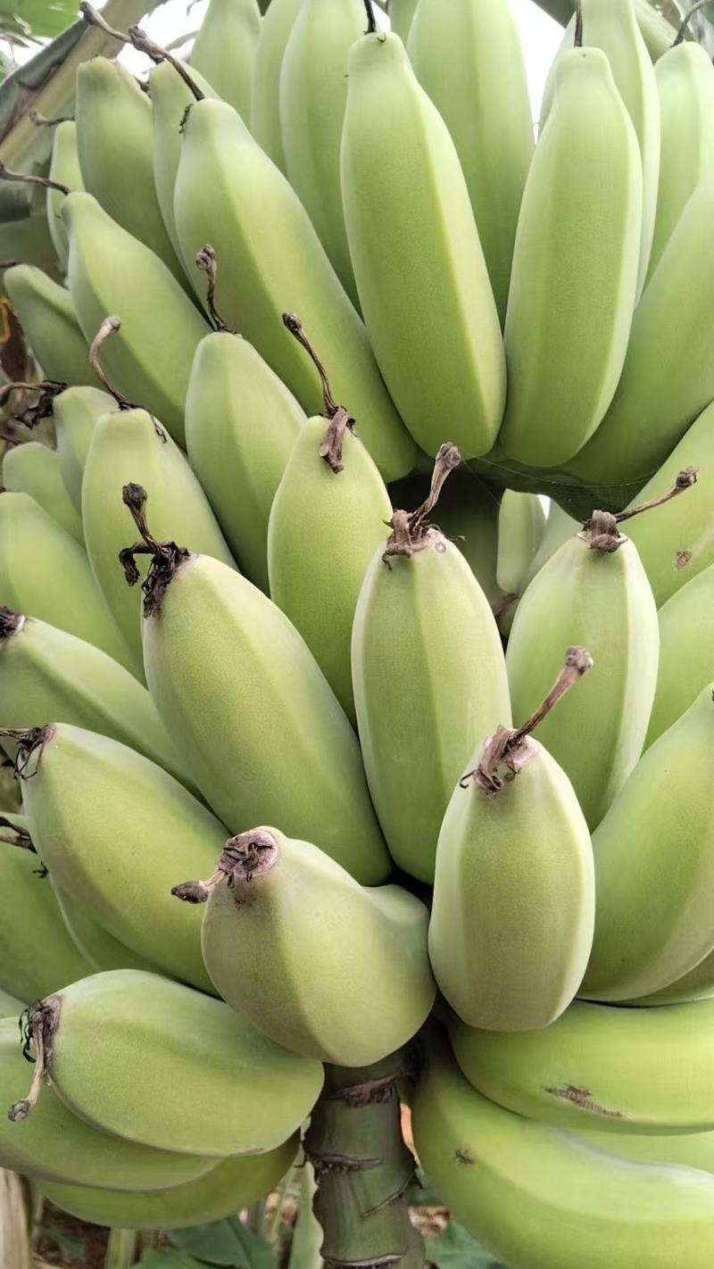 广东苹果香蕉价格美丽质量好走货快对接全国量大从优