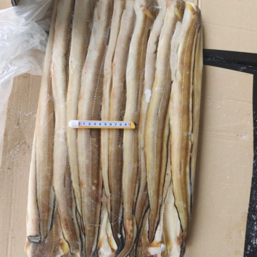 山东威海石岛七星鳗鱼，油鳗鱼片