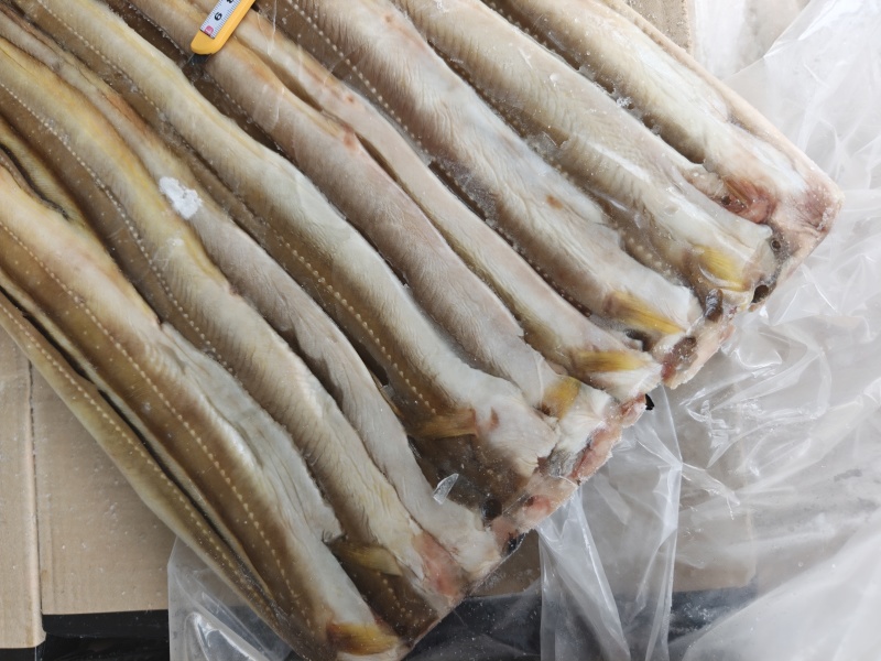 山东威海石岛七星鳗鱼，油鳗鱼片