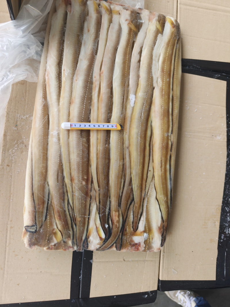 山东威海石岛七星鳗鱼，油鳗鱼片