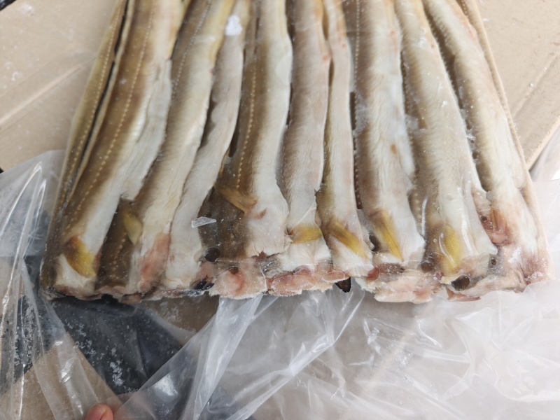 山东威海石岛七星鳗鱼，油鳗鱼片