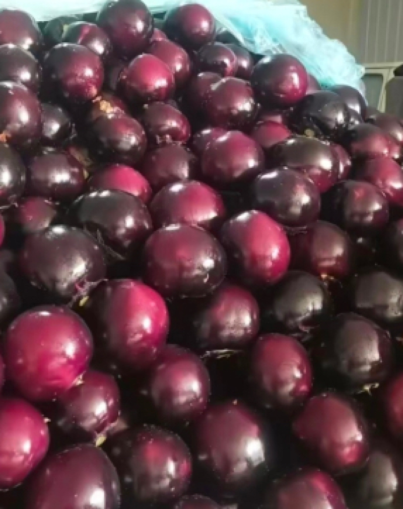 精品圆茄一手货源基地直发现摘现发质量保障视频看货