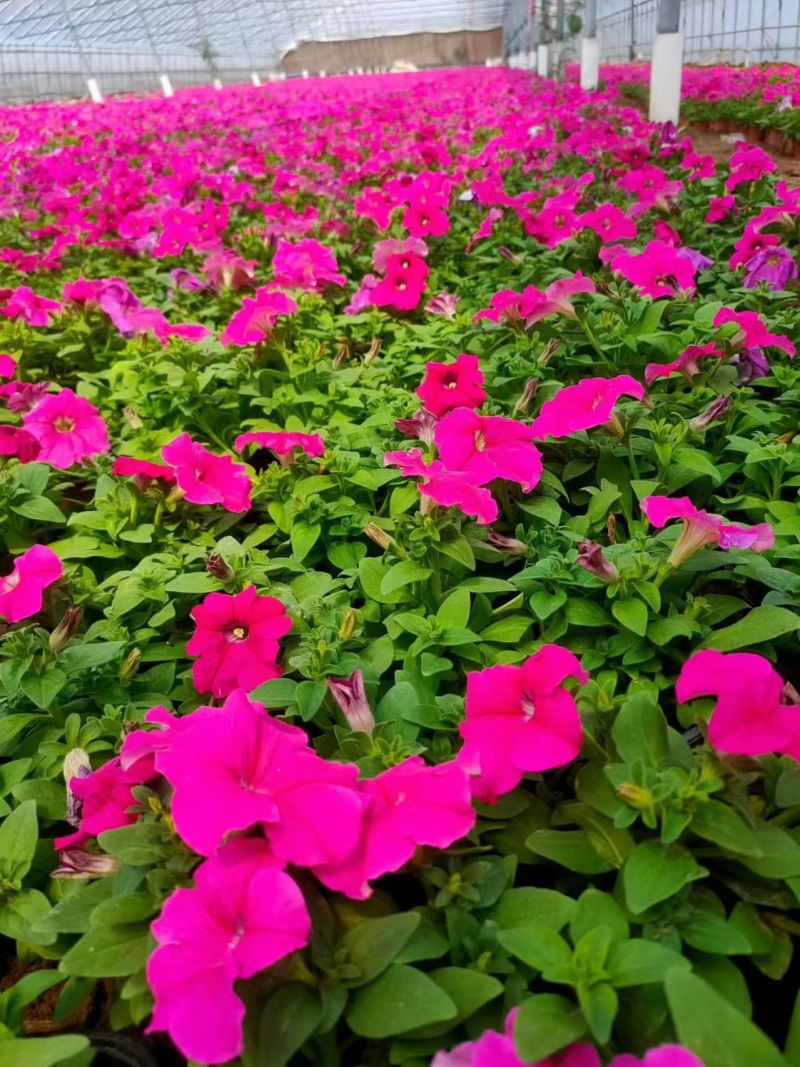 绿化苗木矮牵牛#基地批发#适合庭院花园小区绿化带