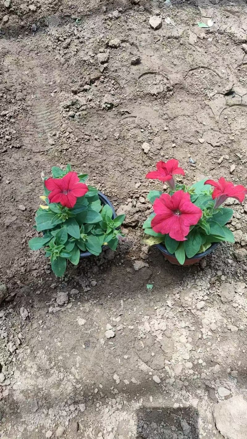 绿化苗木矮牵牛#基地批发#适合庭院花园小区绿化带